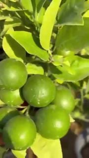 مزارع شجرة الليمون