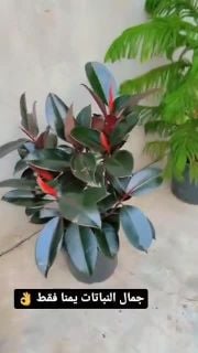 مزارع