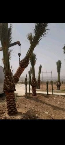توريد وتركيب جميع انواع النخل