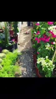 مزارع