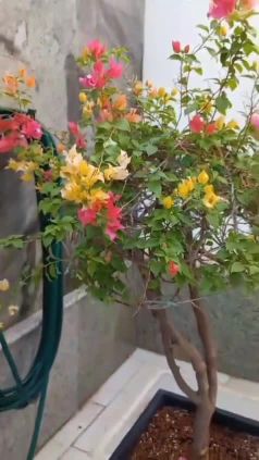 مزارع