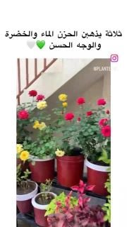 صيانة الحدائق