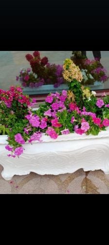 زرعه الفيلا والبيوت