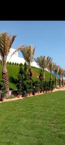 توريد وتركيب جميع انواع النخل