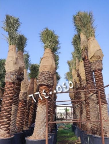 نخيل للبيع
