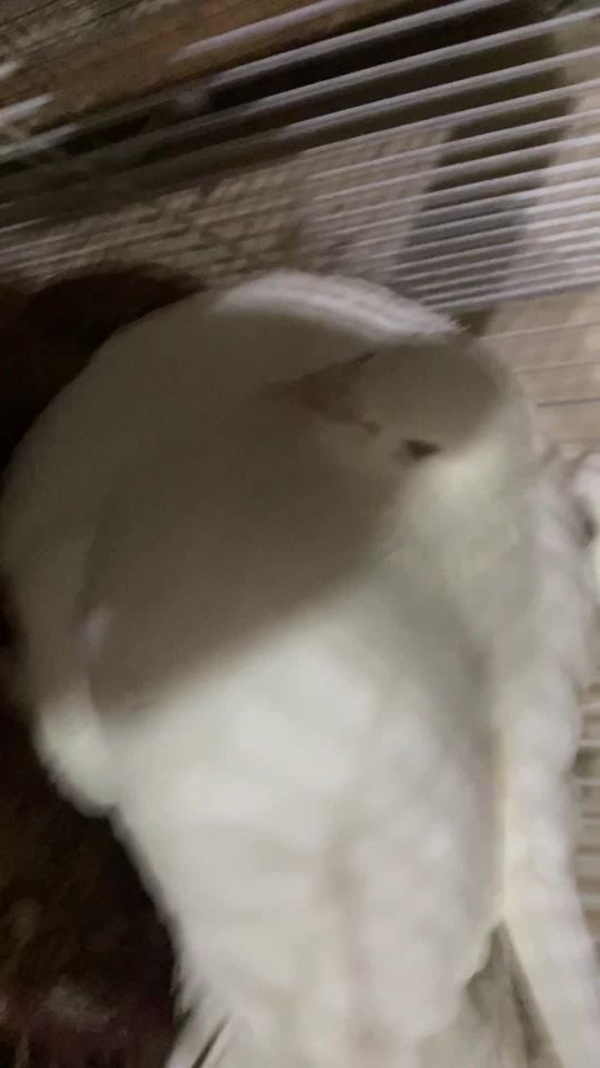 white french laying pair