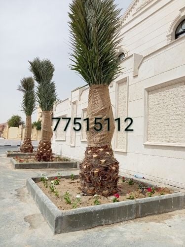 زراعة النخيل والعشب