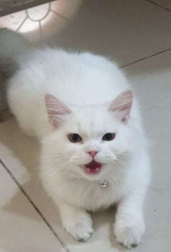 سيلي