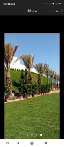 توفير جميع النخل