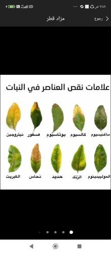 معالجه الاشجار