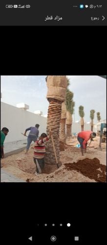 نخيل