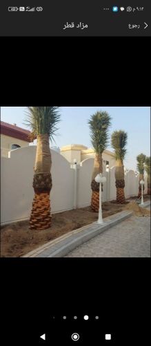 نخيل