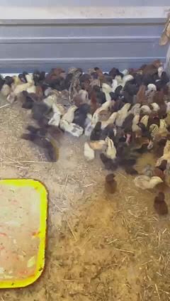 صيصان بلدى مهجنه 