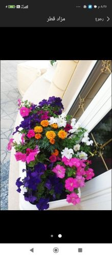 أحواض زراعه