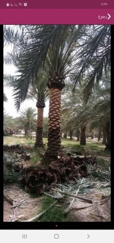 زراعه النخيل والوشنطنيا