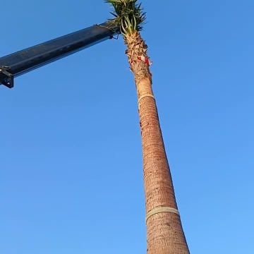 ترتيب وتنسيق الحدائق