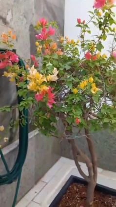 عنايه الحدائق ورشه مبيدان