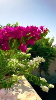 مزارع