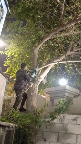 نقوم بعمل تقطيع الاشجار
