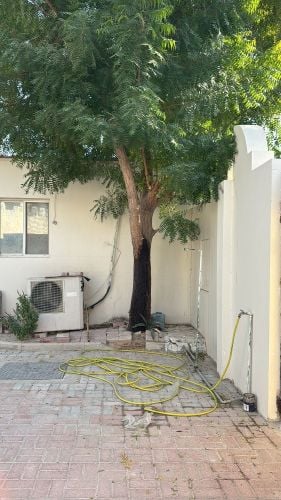 مزارع ومقطع اشجار