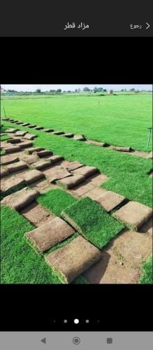 عشب طبيعي وصناعي للبيع