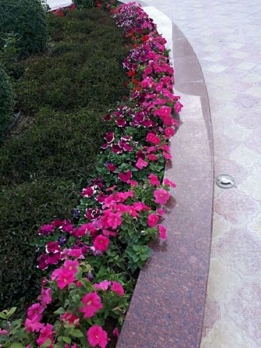منسق حدائق