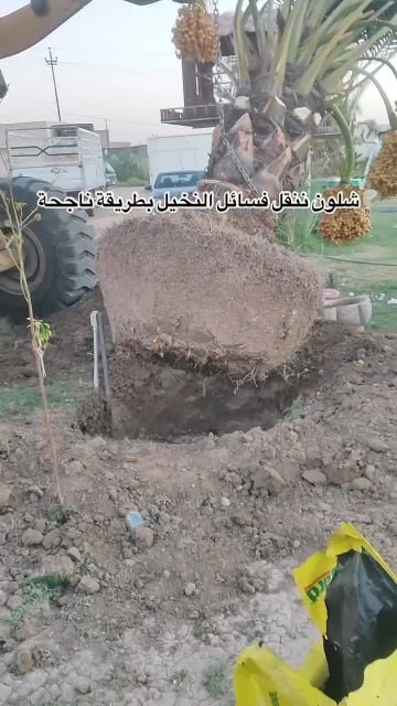 توريد وتركيب جميع انواع النخل