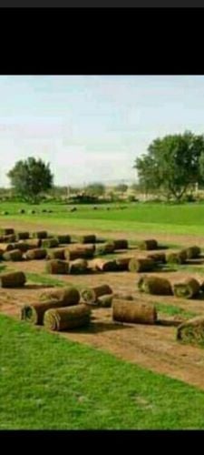 توريد وتركيب العشب الطبيعي الاخضر