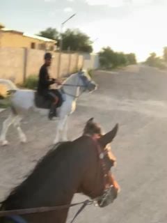 مروض خيل