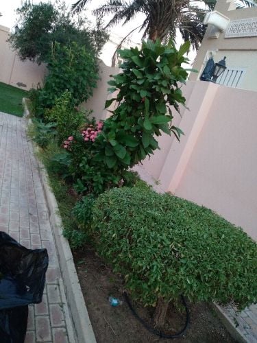 اشجار الزينه
