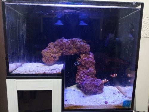 حوض سمك بحري