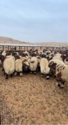 مطلوب جميع انواع الحلال