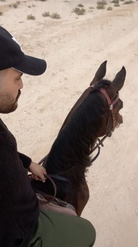 مروض خيول