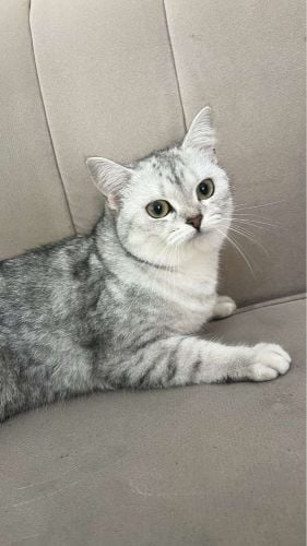 Scotish cat 