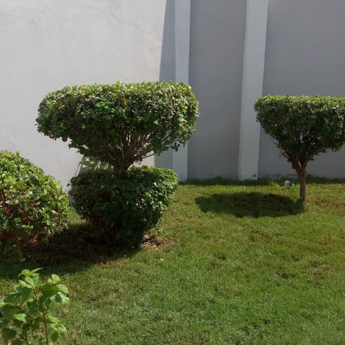 منسق حدائق