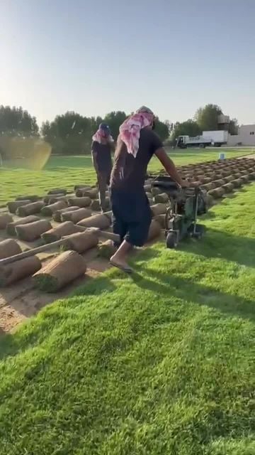توريد وتركيب العشب الطبيعي الاخضر