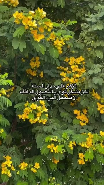 زراع زراعه الفيلا والبيوت وشبكات