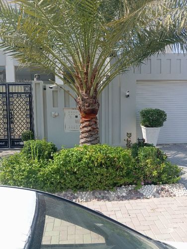 زراعه وديكور