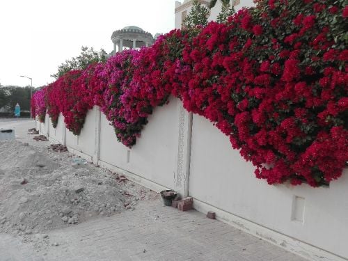 ديكور حدائق