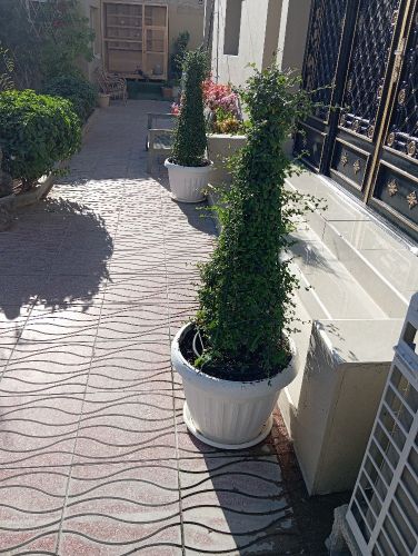 مونصك ومزارع