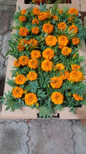 ‎‎‎‎‎‎‎مزارع ومقطع الأشجار وزراعة