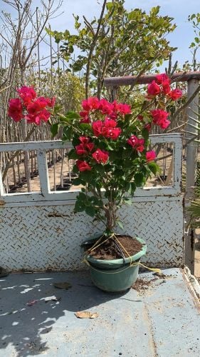 ‎‎‎‎‎‎‎مزارع ومقطع الأشجار وزراعة