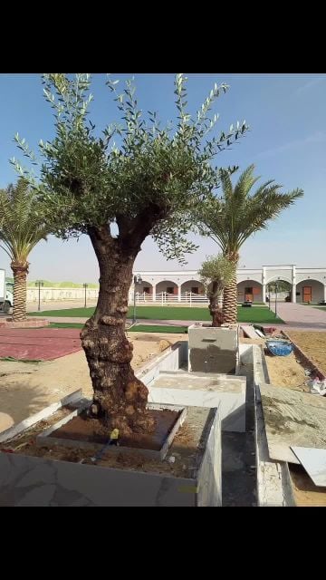 مزارع  شجرة  الزيتون