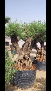 مزارع شجرة الزيتون