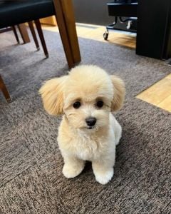 Maltipoo(Maltese x poodle)