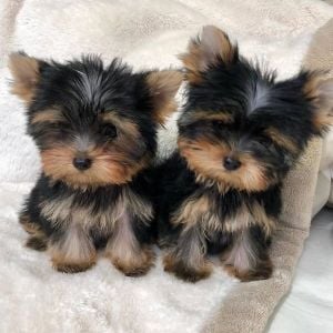 Teacup Yorkshire puppies