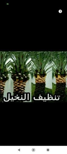تلقيح النخيل
