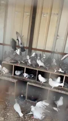 حمام
