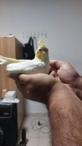 Home breed Baby Cocktiel for sale