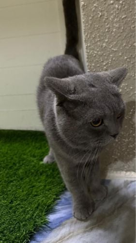 Cat for sale